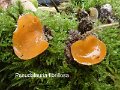 Pseudaleuria fibrillosa-amf2207-1
